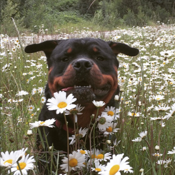 Happy Dogs: Photos