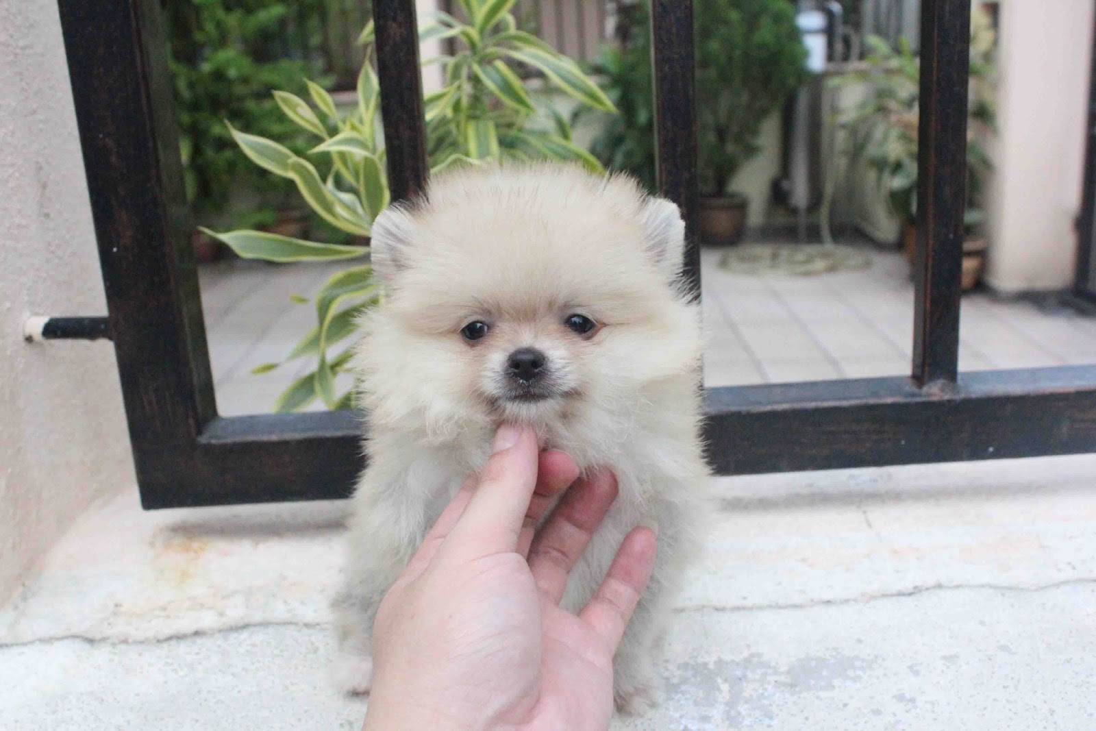 LovelyPuppy: 20130717 Cream Sable Female Pomeranian With MKA Cert