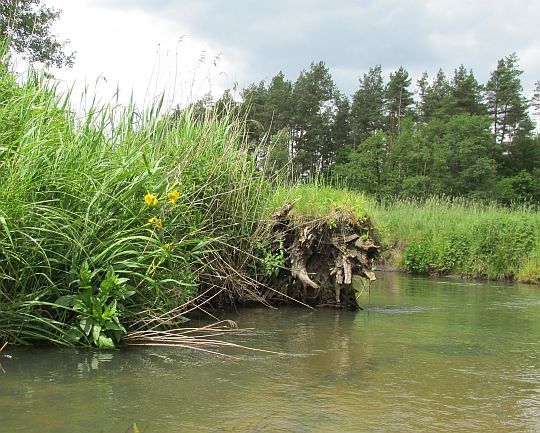 Rzeka Wieprz, spływ kajakowy.