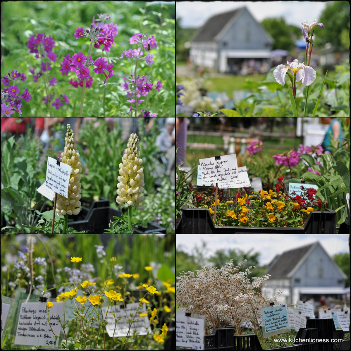 The Kitchen Lioness: Heritage Plant and Garden Show - 