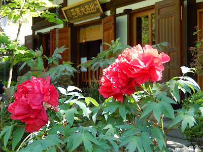 ���J���̃{�^��