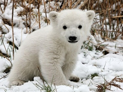 Animales salvajes bebes
