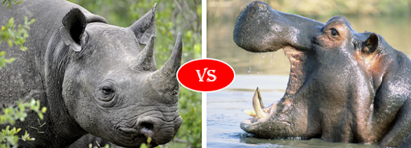Hippo vs Rhino