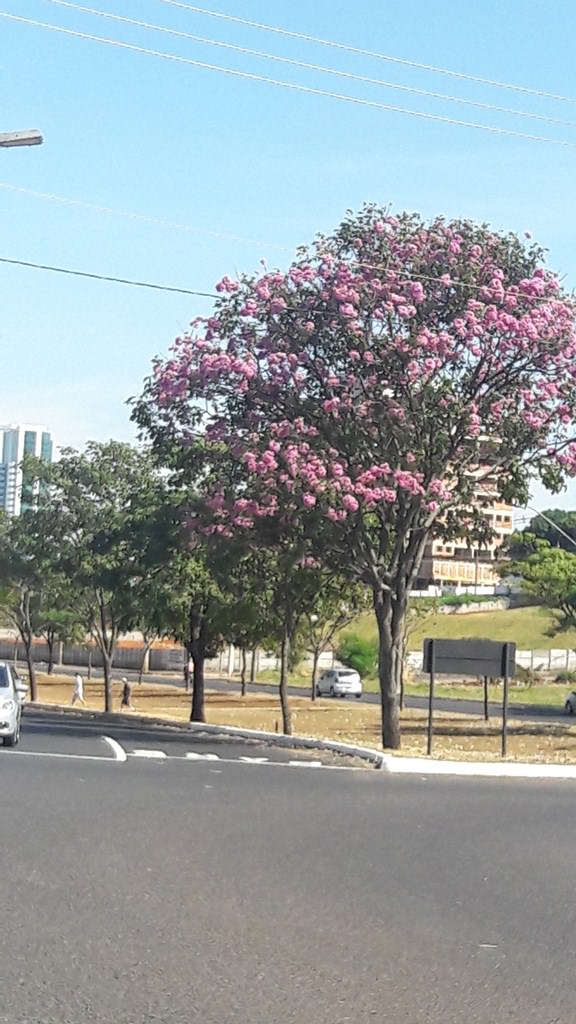 Parque do Sabiá em Uberlândia Parque do Sabiá em Uberlândia