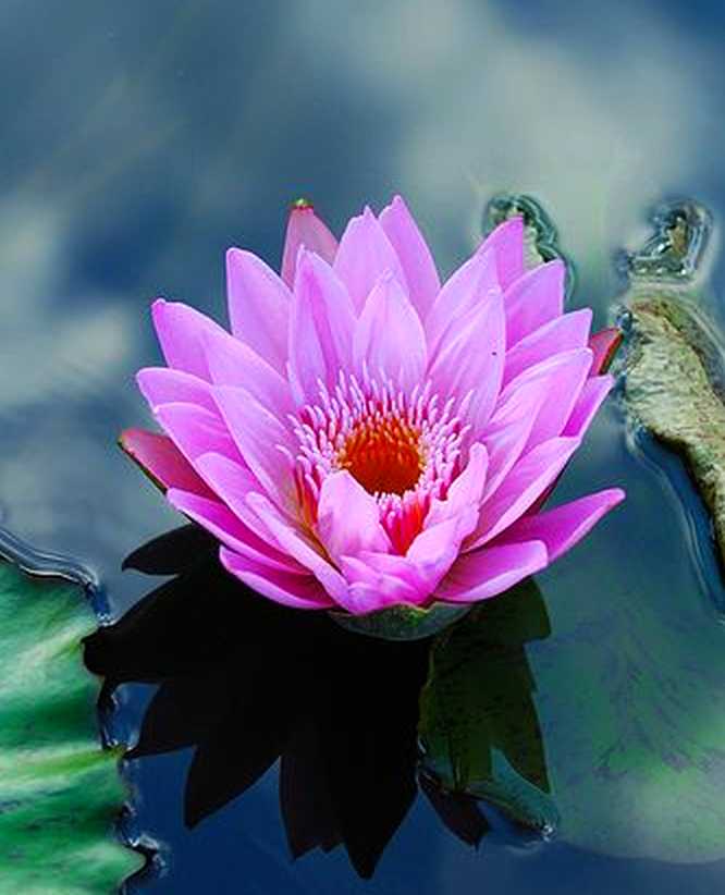 The Nicest Pictures flowers