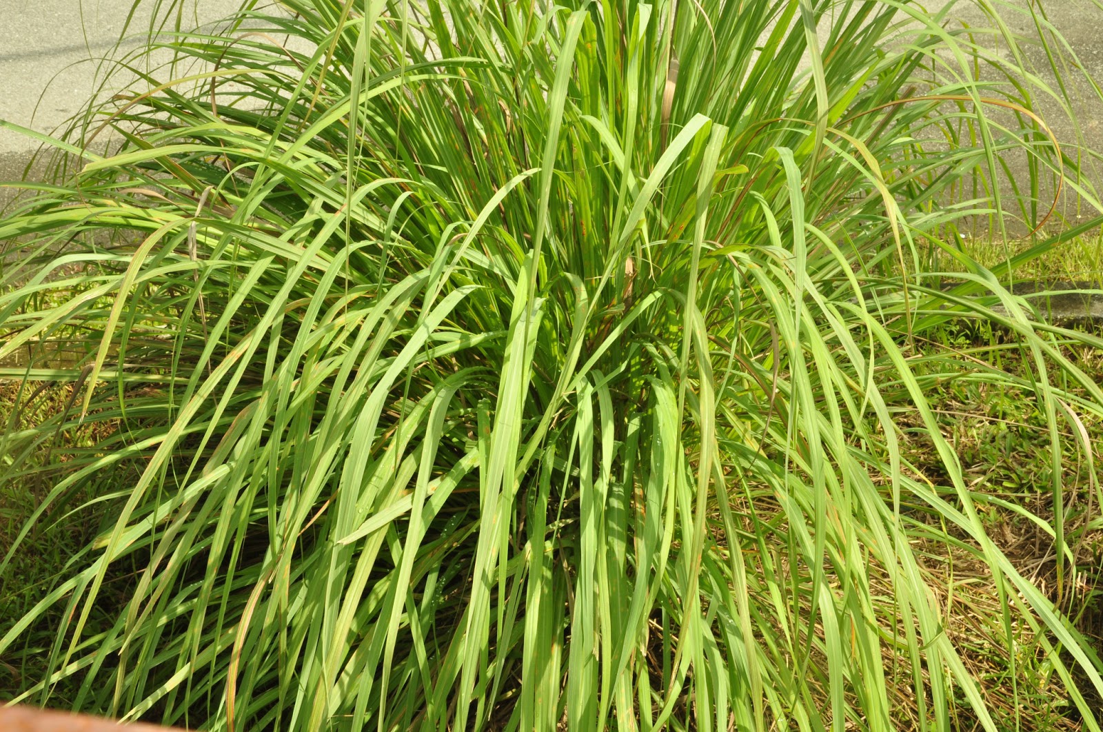 HITAM - HITAM SI TAMPUK MANGGIS: pokok pokok ku