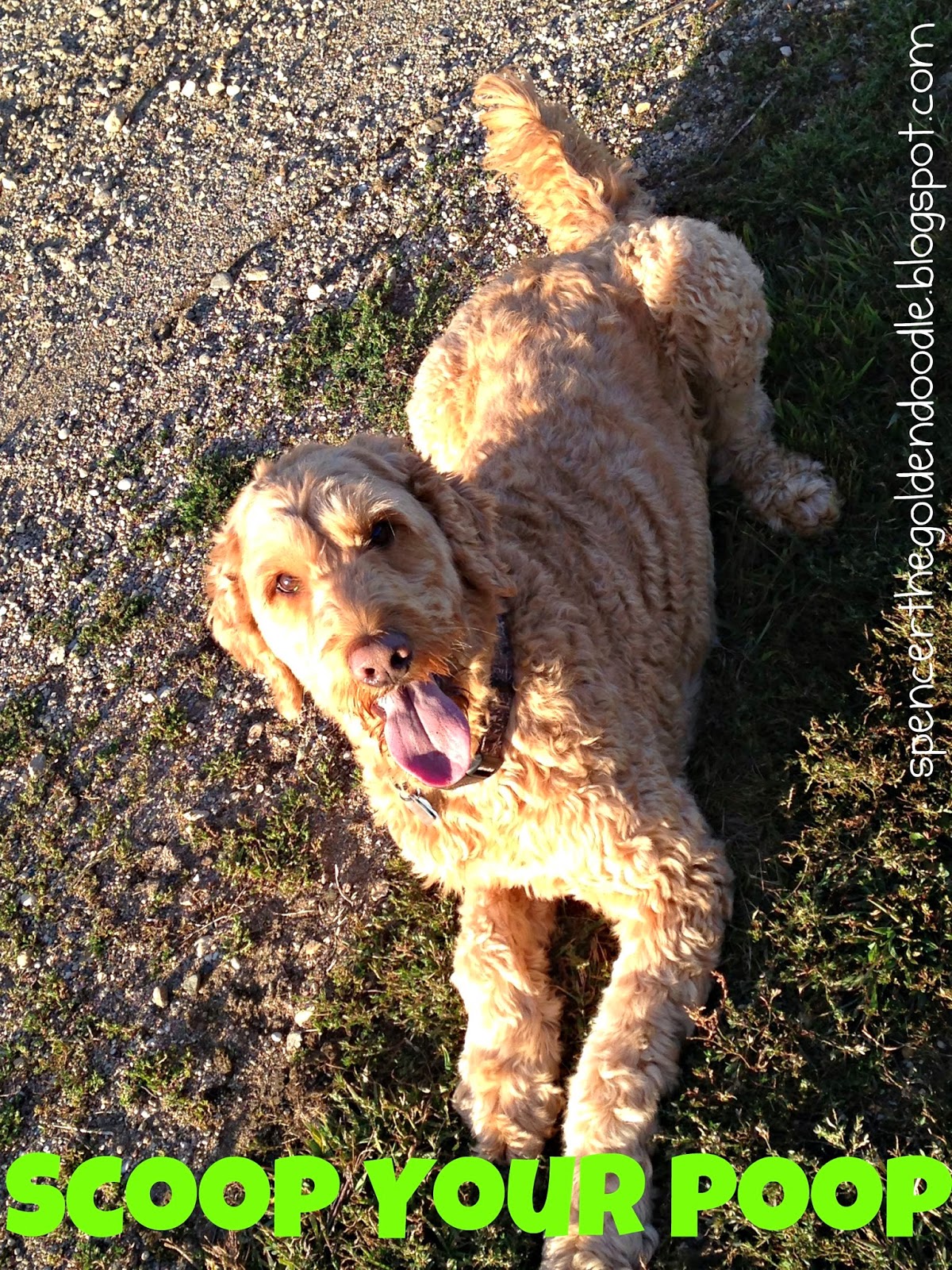 Spencer the Goldendoodle Scoop Your Poop The Dog Mom Anatomy