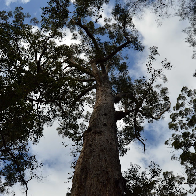 walk among trees walk among trees