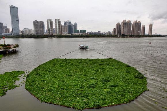 River in China Turns Into A Bizarre Green Carpet Of Leaves