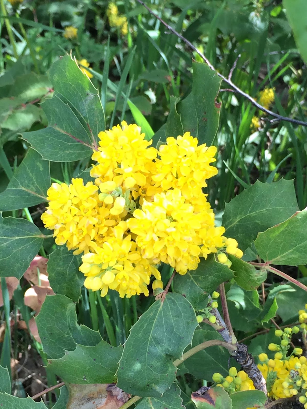 Slatsz Plant Photo Biography Berberis Aquifolium Holly Leaf