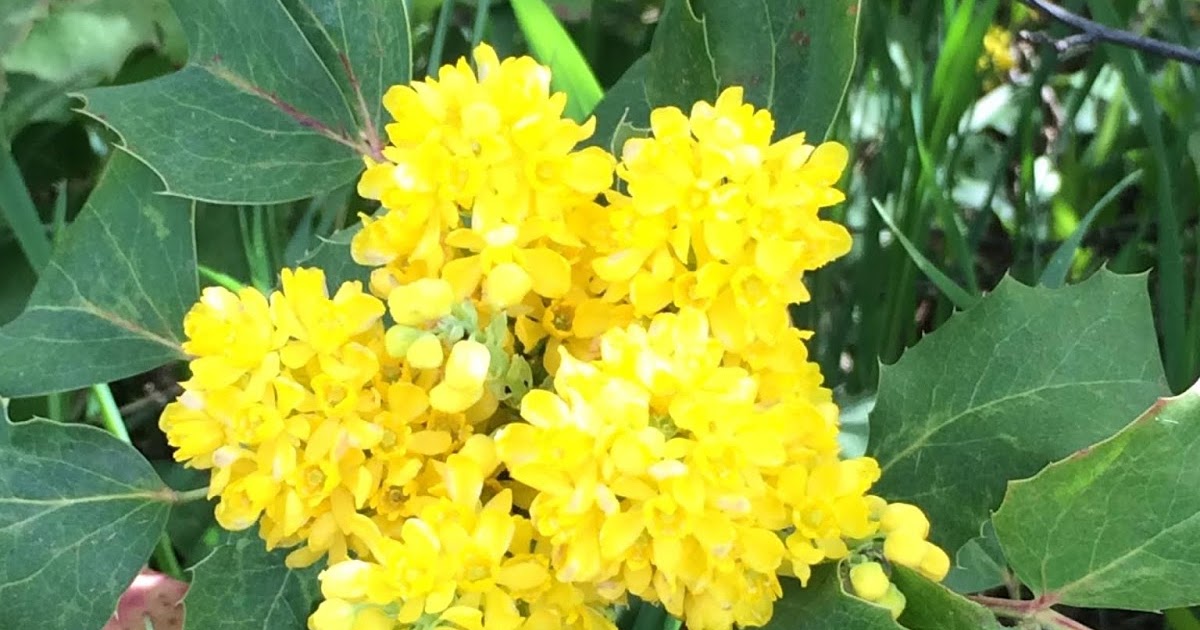 A Wandering Botanist Plant Story Creeping Hollygrape Berberis