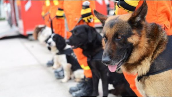 Dog Chow donará 50 mil porciones de alimento para perro Dog Chow donará 50 mil porciones de alimento para perro
