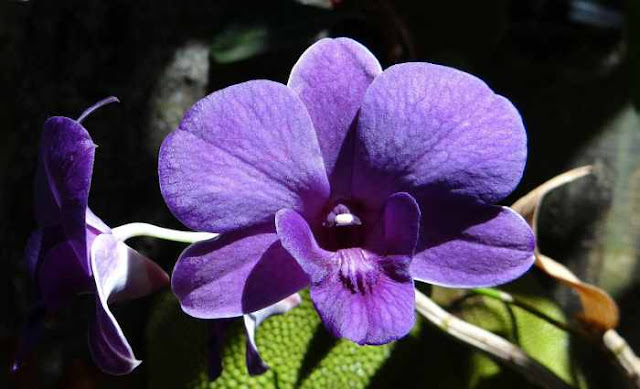 Orquideas dendrobium Orquideas dendrobium