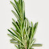 Easy to Boost Your Memory with Rosemary