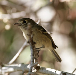 california birds trip hutton
