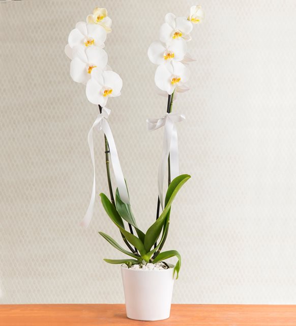 orkide.jpg