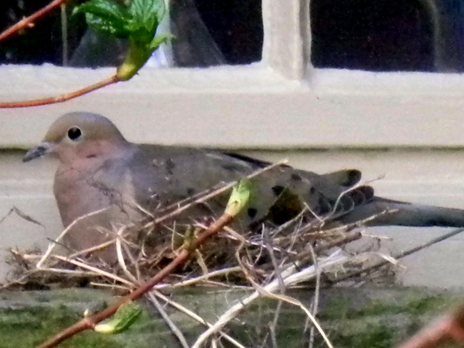 ACravan Mourning Doves Nesting At Our Window