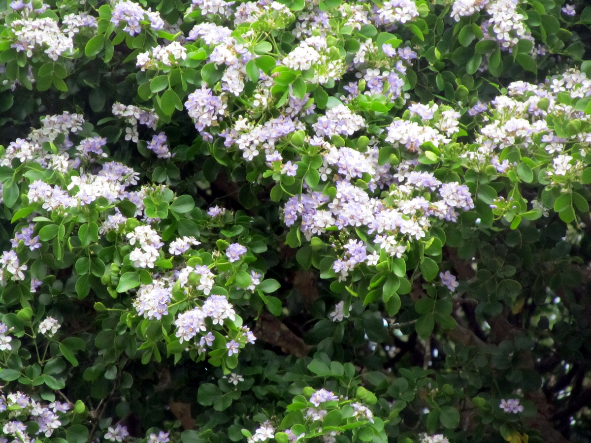 Hiking Curaçao Flora and Fauna Trees and flowers