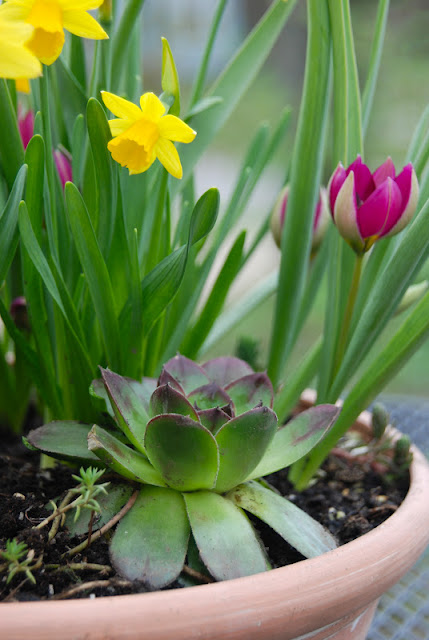 Tulip 'Persian Pearl', Narcissus 'Tete-a-tete' and purple-tipped Hens & Chicks (Echeveria)... I love the pointed tulip and hen together. 