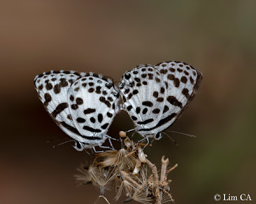 Butterflies of Cambodia