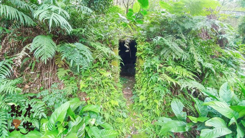 土城獅子亭賞櫻花|桐花公園櫻花季|桐花公園可不是只有油桐花和賞螢哦