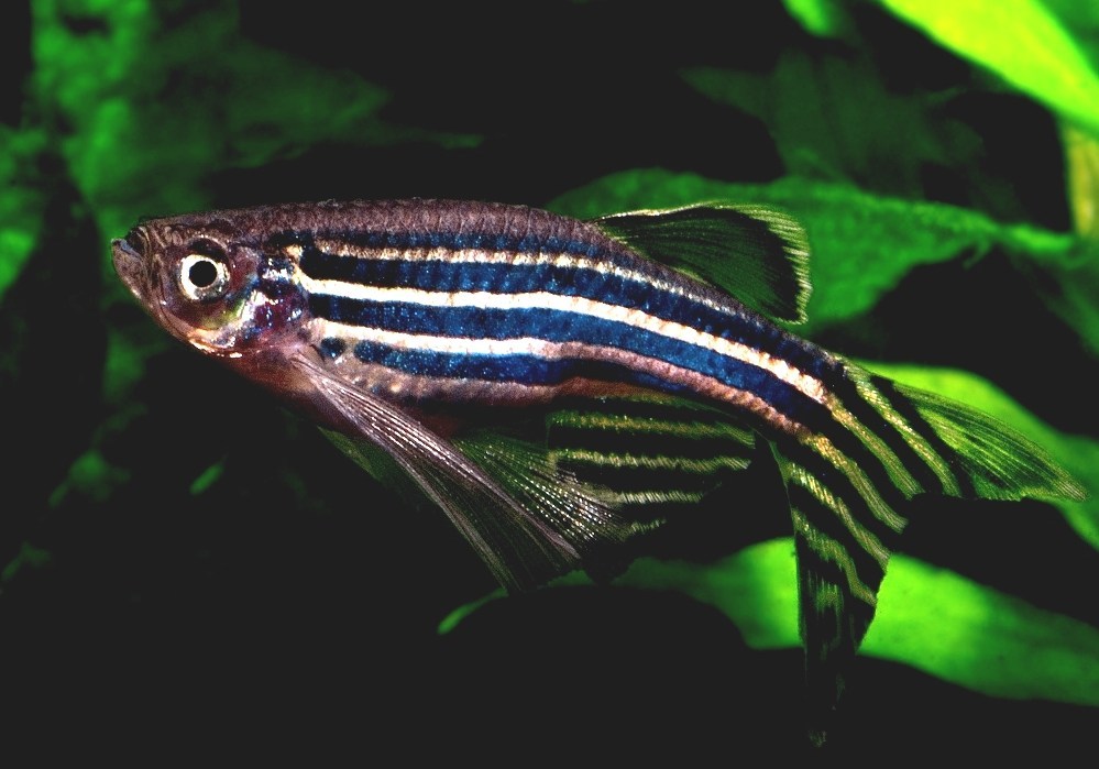Zebrafish - Zebra Tropical Fish