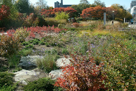 Spadina Quay wetlands fall foliage near the Toronto Music Garden by garden muses- not another Toronto gardening blog