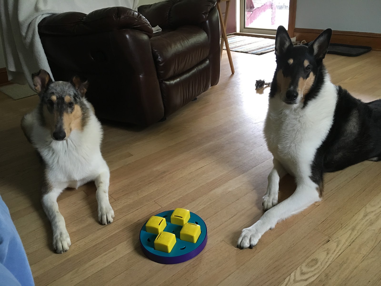 Tails of Teach Chewy Review Puzzles