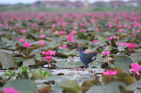 Pink Lotus & Blue Bird