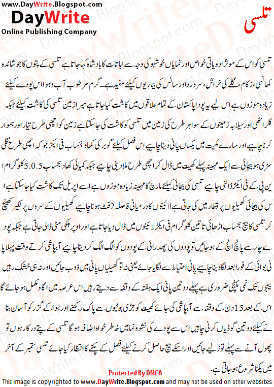 Tulsi Ke Faide Urdu Tulsi Benefits Tulsi Leaves For Health In Urdu