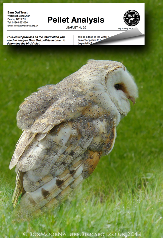 Boxmoor, naturally...: Week 44: Barn Owl Pellet Dissection & Analysis