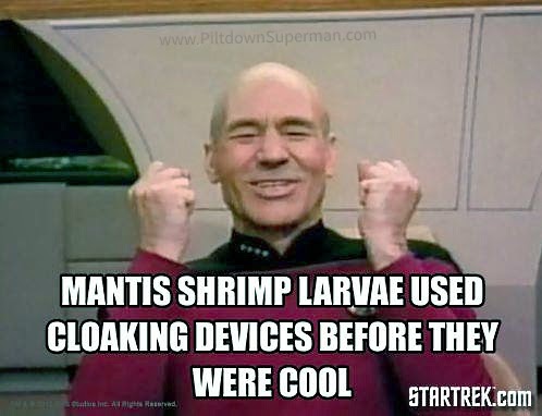 Some shrimp larvae us tricks of the light to make their eyes invisible. Evolution cannot explain this, it is the product of the Designer.