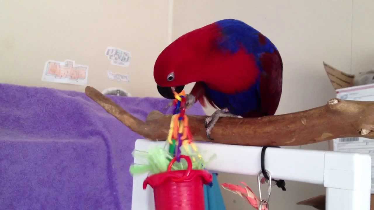 Bird In Everything Bird Foraging