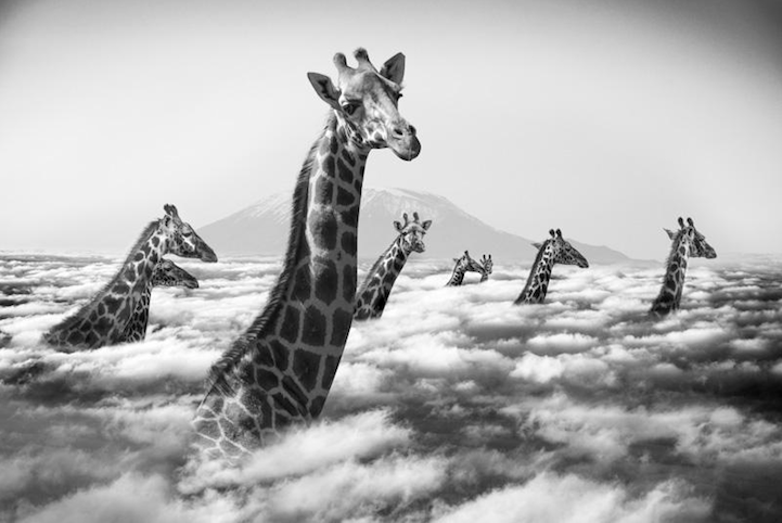 cuellos y cabezas de varias jirafas encima de las nubes