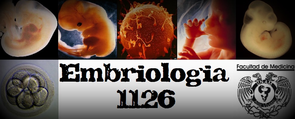 Embriología 1126