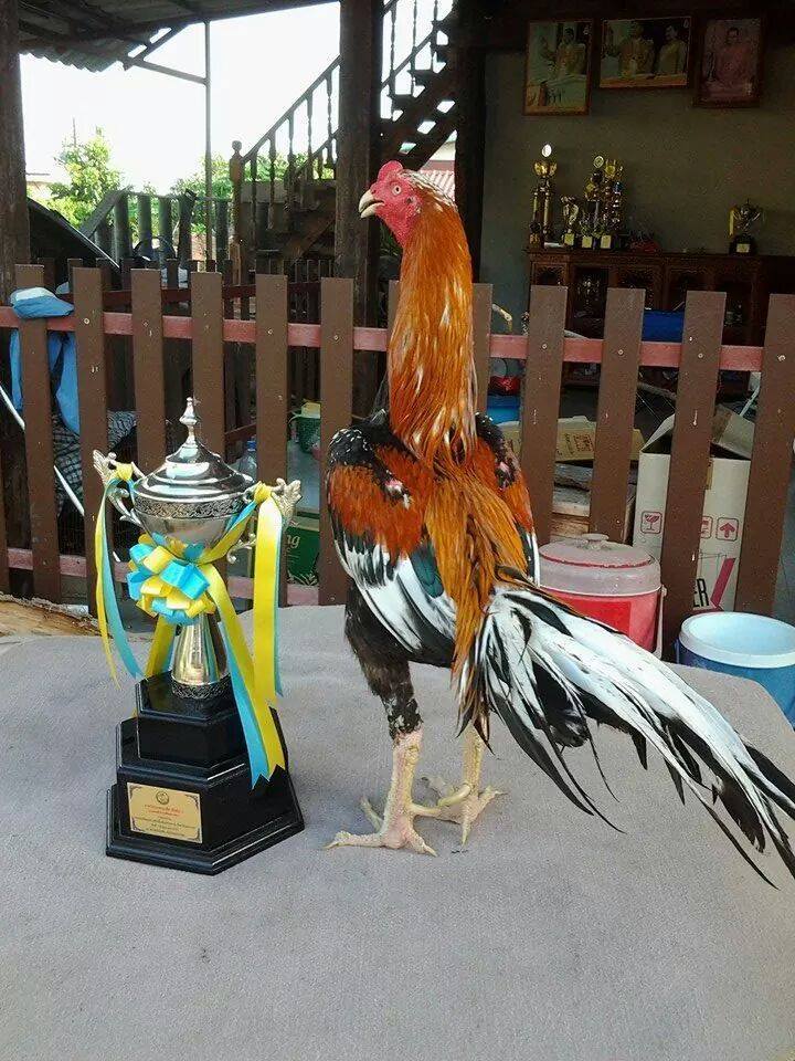 Berikut Ayam Bangkok Super Yang Berkualitas Info