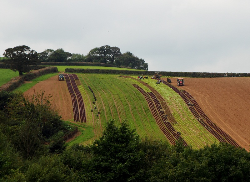 Riverford Field Kitchen Sunday Lunch