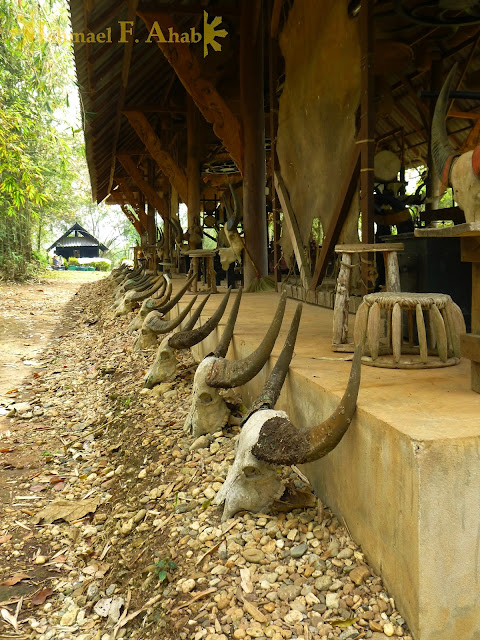 Carabao skulls at the Black House, Chiang Rai, Thailand