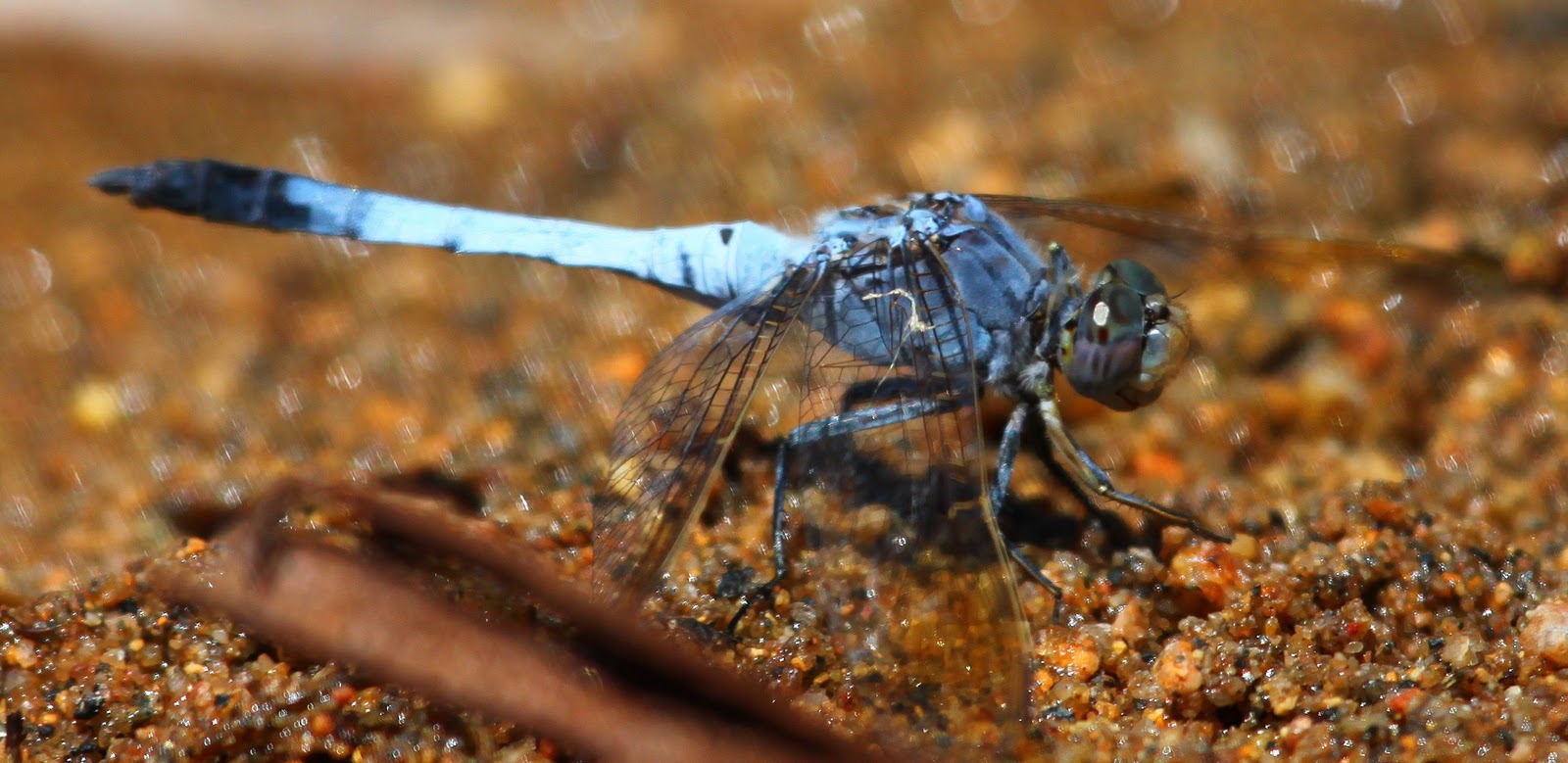 Richard Waring's Birds of Australia Bearded Dragon eats Native Black