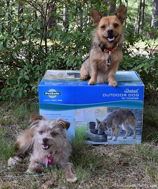 Bailey & Jada with the PetSafe Drinkwell Water Fountains for Dogs and Cats