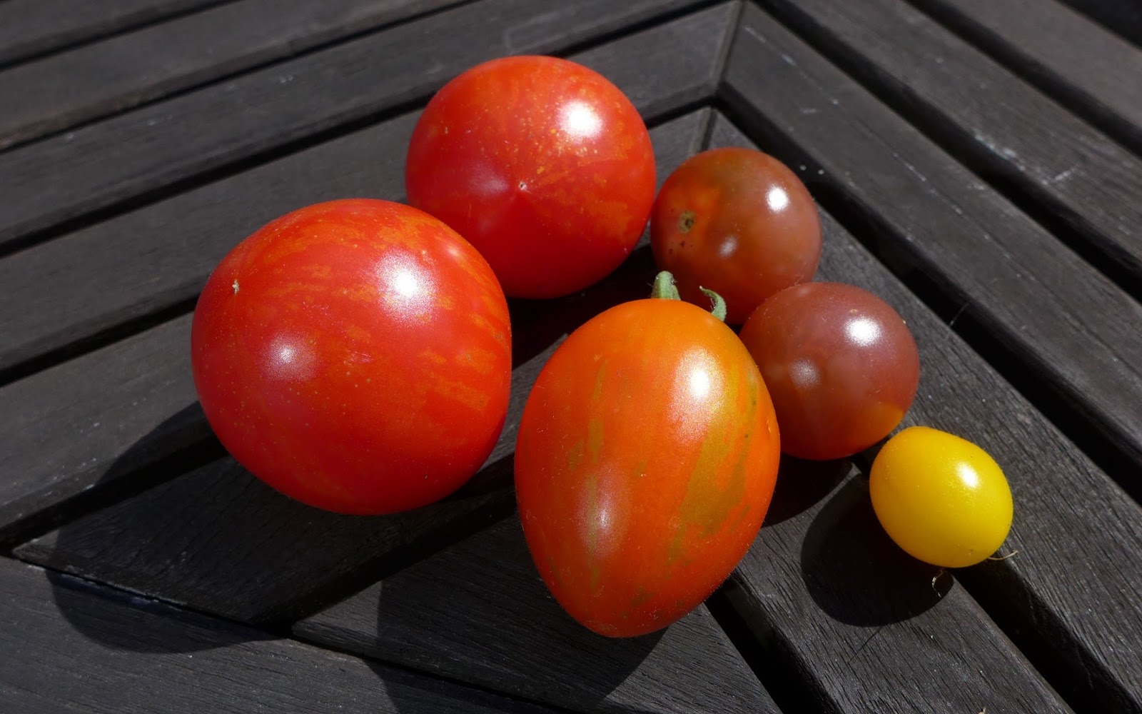unusual tomato varieties