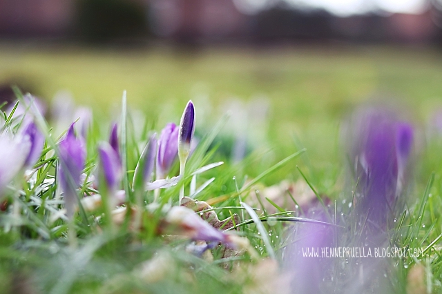 Prülla Frühlingsgefühle