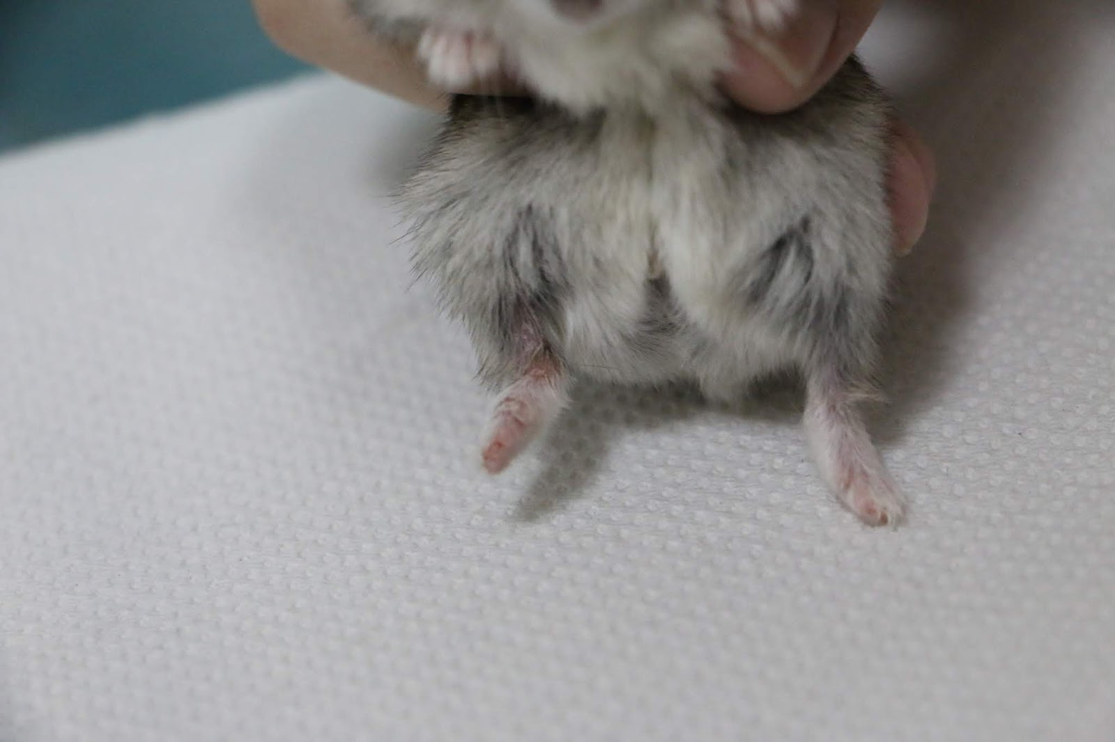 Veterinary, Photography and Travel Stories for vet students and pet owners 3473. The dwarf