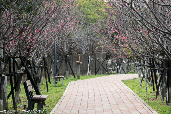 台中太平麗園公園300公尺櫻緣道賞櫻花,太平賞櫻好去處 台中太平麗園公園300公尺櫻緣道賞櫻花,太平賞櫻好去處