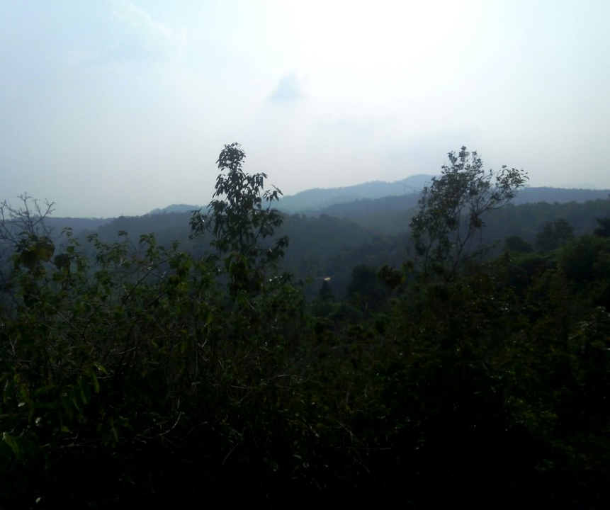 Wayanadlinks 3 acre land for sale at Wayanad,Mananthavady