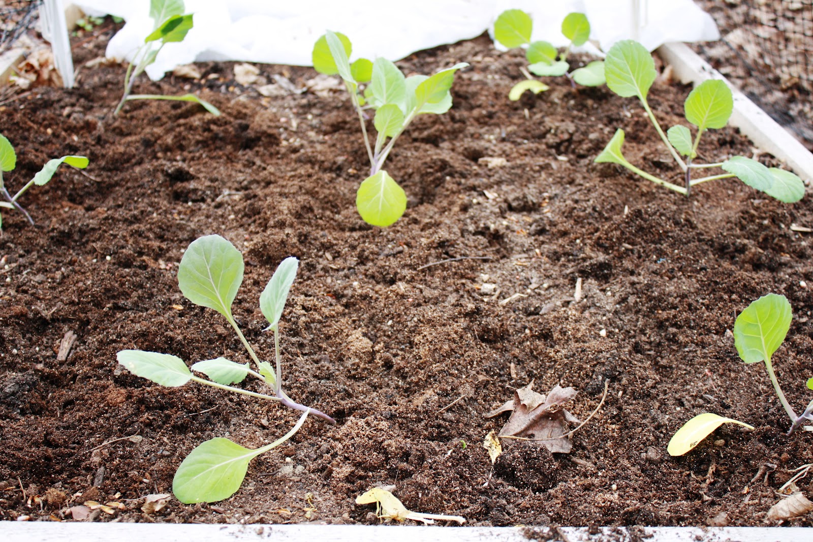 Tomato Thymes in the Kitchen and Garden Cabbages Are Planted