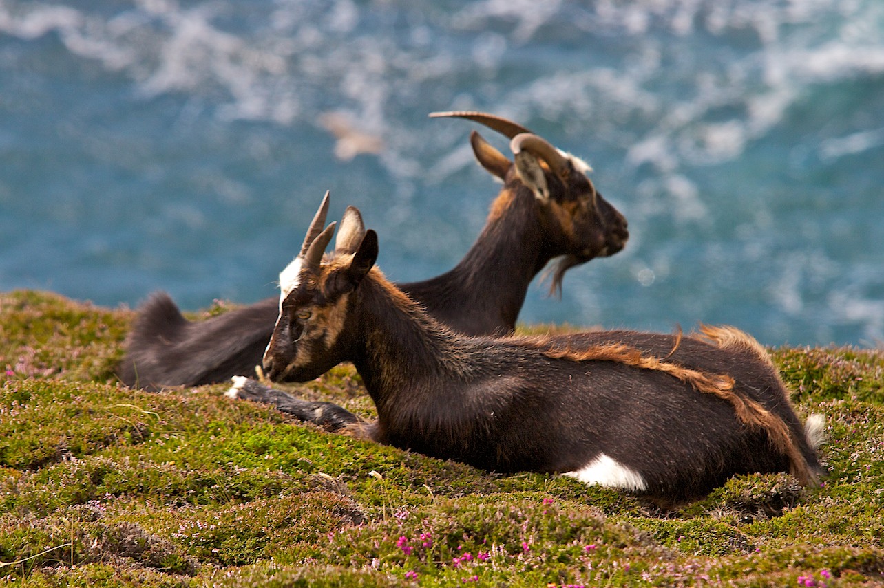 As I See It David K Hardman Photography Feral goats on Lundy Island