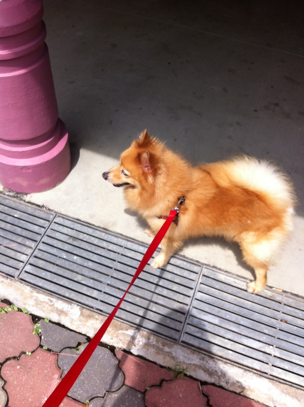 Dog Boarding Singapore