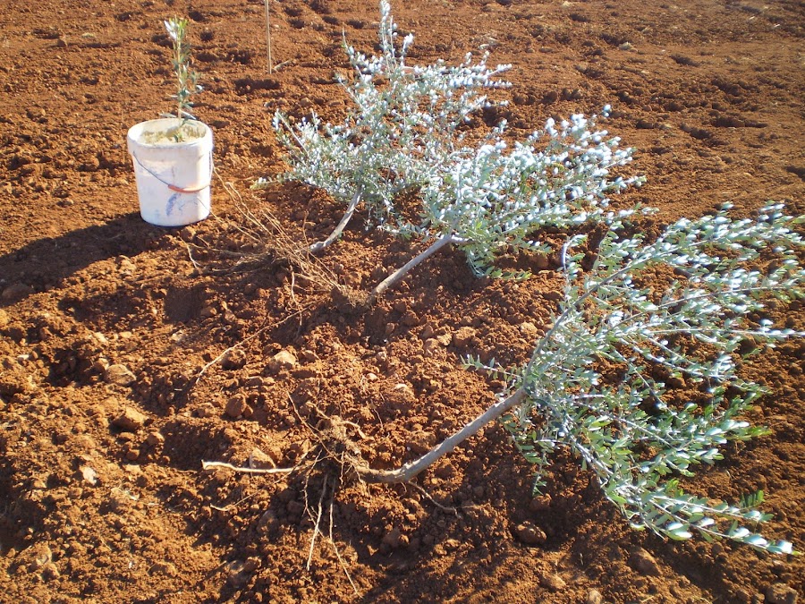 Plantar olivos estaca