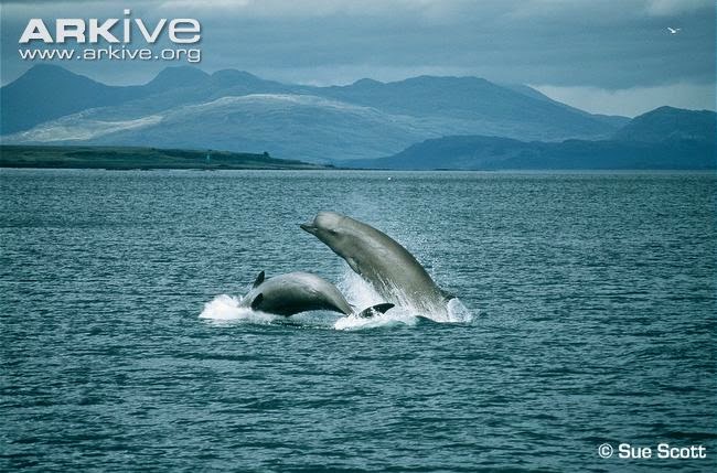 North bottlenose Whale